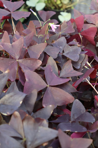 Plant a bit o' Luck - March Ladies Night - Thursday, March 12th